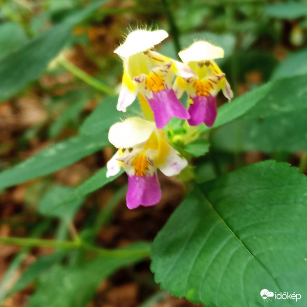 Japán hölgyek kimonóban