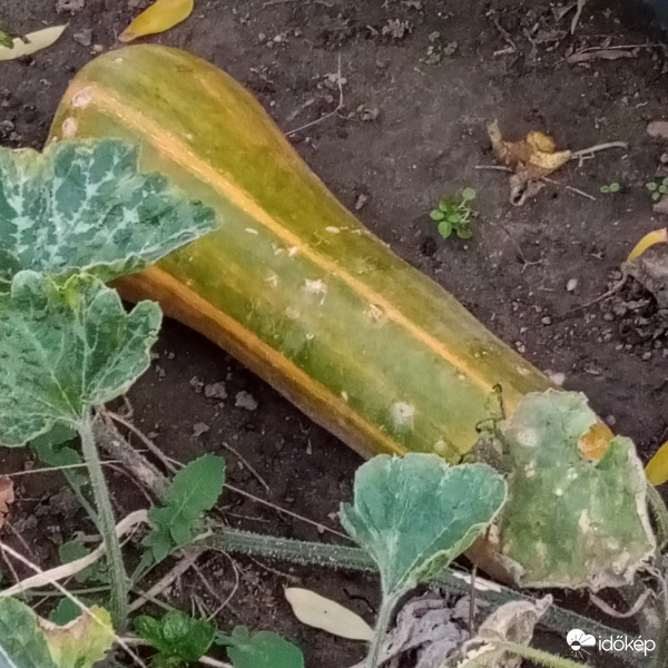 A közösségi kertben