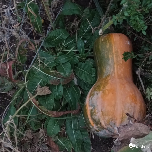Kiszöktem a közösségi kertből :)