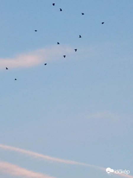 Varjú csapat repül éjszakai szállására (17:45)