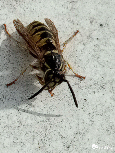 Tisztálkodás a napon és melegedés