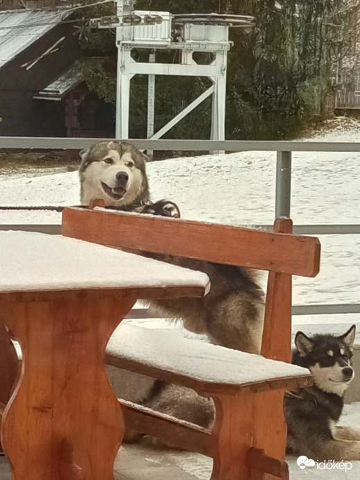 Mikor jön a gazdi?