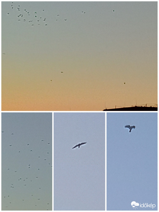 Ébresztő 7:20 körül - Varjak