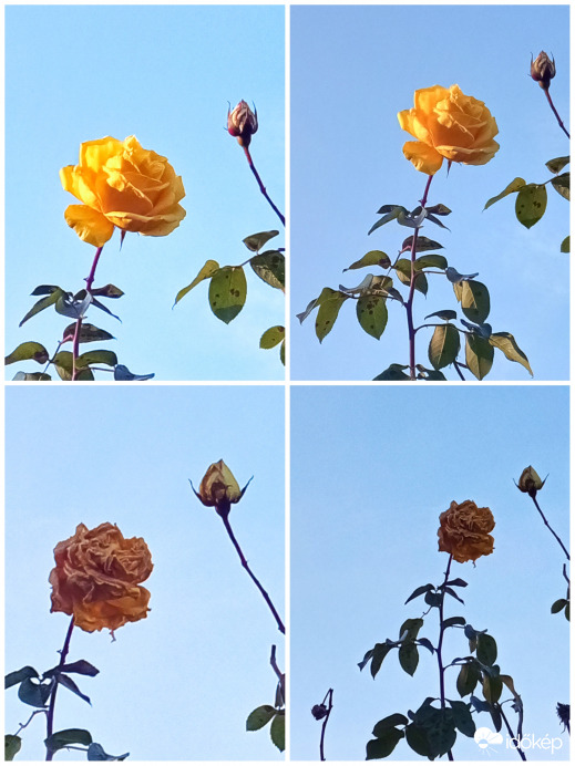 December 8. - december 26.