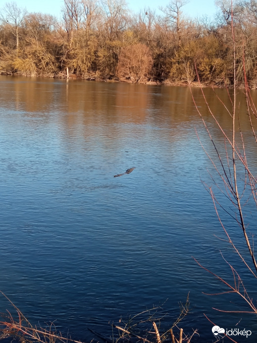 Úszik a fatörzs a Dunán