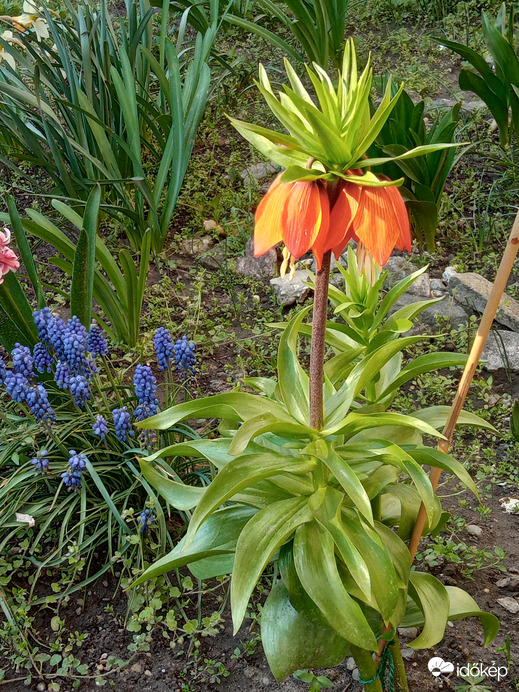 Császár korona Gyöngyikével