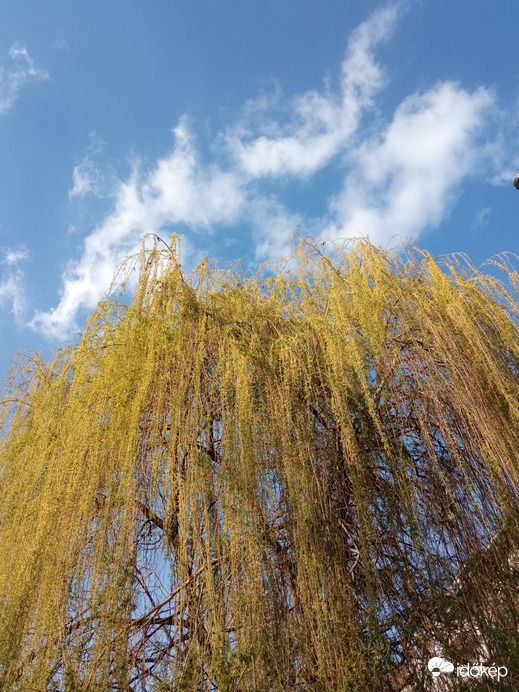 Tavaszi ég virágzó fűzfával