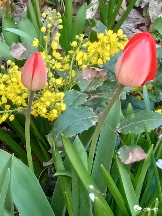 Tulipánok :)