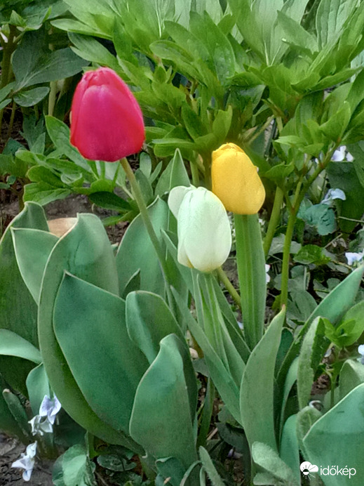 Tulipánok :)