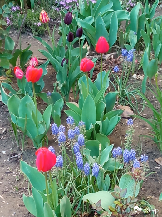 Piros, cirmos és fekete (?) tulipán :)