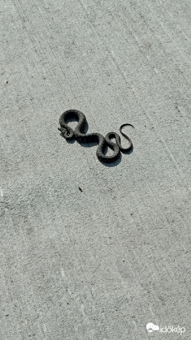 Fotózás előtt - Összehúzódott és felemelte a fejét, szerintem felkészült a támadásra. Ezért mentem mögé, nem szeretem a kígyó féléket :(