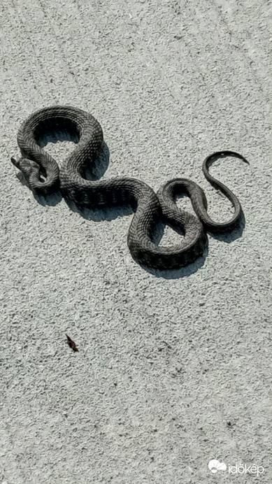 A gáton fotózottól több mint ötven méterre volt ez, lehet ugyanaz :(