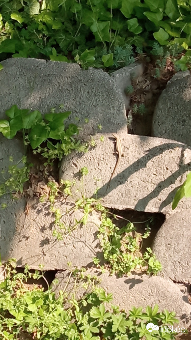 No, ez már szebb... :)