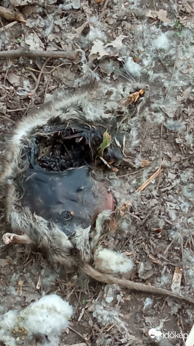 Amikor távolabbról észrevettem azt gondoltam egy süni, de közelről... :(