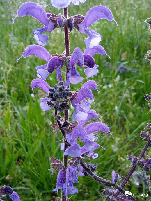 Egy domb tele volt ezzel a szép virággal :)