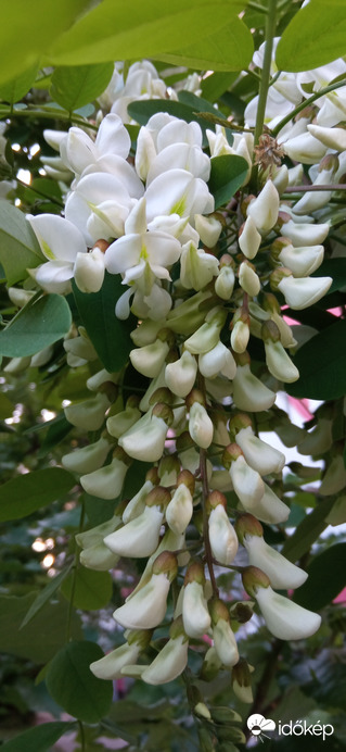 Virágzik az akác :)