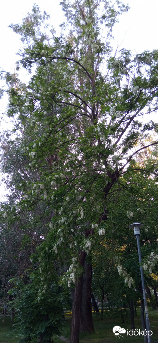 Virágzik az akác :)