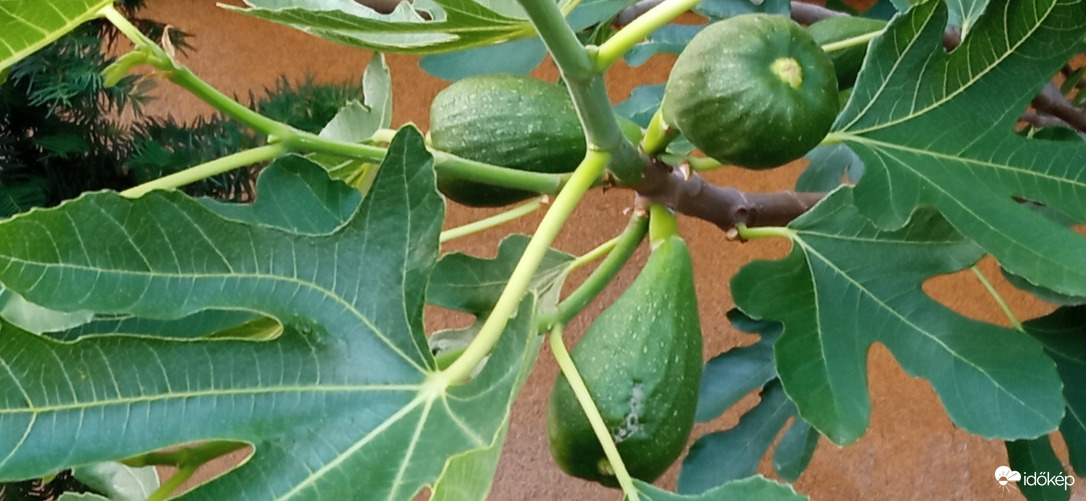 Szépen nő a füge :)