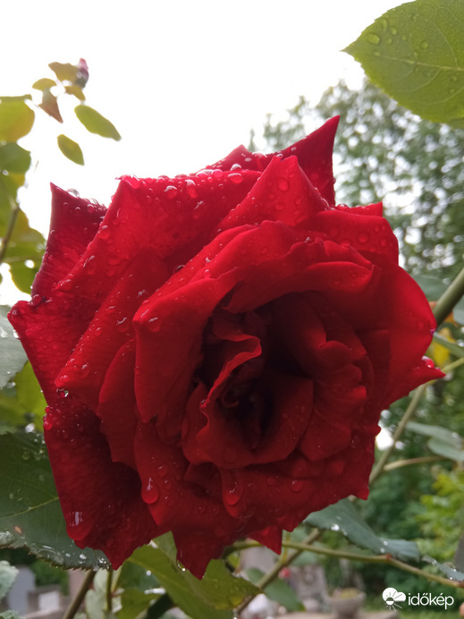 Gyönyörű, illatos, tenyérnyi rózsára leltem :)