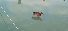 Balatonföldvár ma