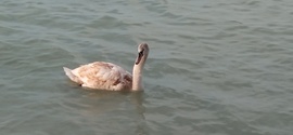Balatonföldvár ☺️