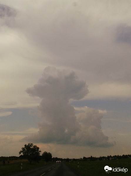 Útonálló kisegér