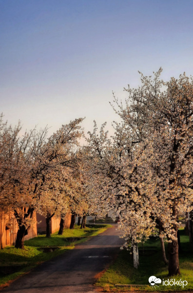 Virágzó reggeli tavasz