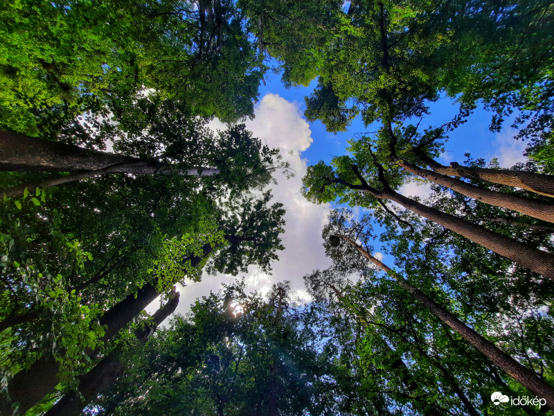 Zirci arborétum égig érő fái