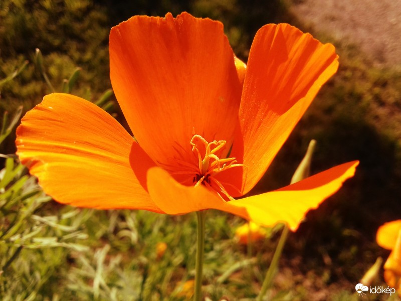 Kaliforniai kakukkmák