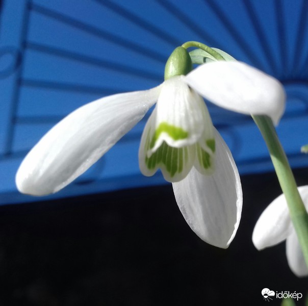  Hóvirág a mama kertjében 