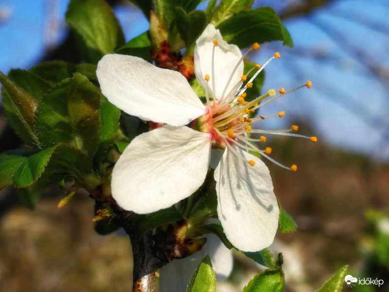 Napozó virágszirmok