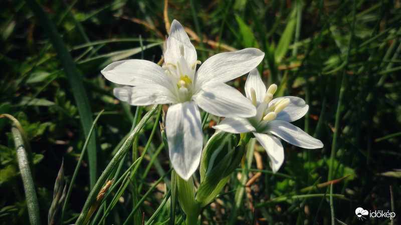 Ernyős sárma reggeli napfényben