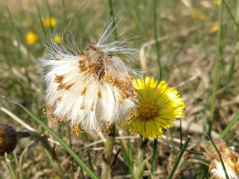 Széltépte kócos meg a belőtt sérós 