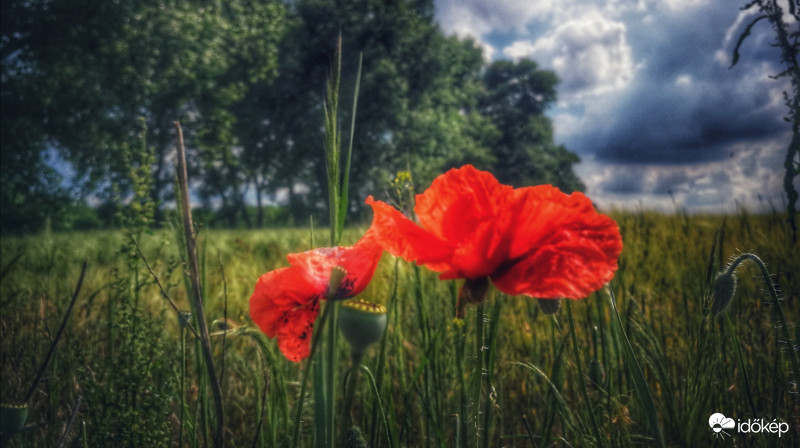 Borús időben is tündökölnek