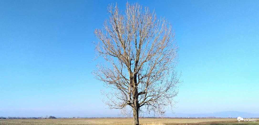 Magányos nyárfa