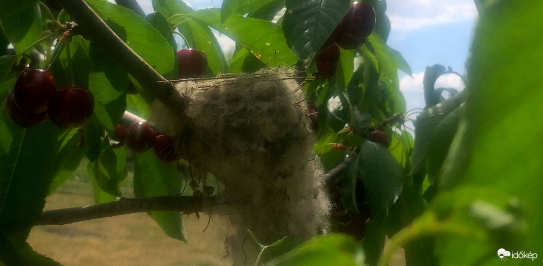 Gyapjúszálakból épített madárfészek a cseresznyefán