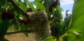 Gyapjúszálakból épített madárfészek a cseresznyefán