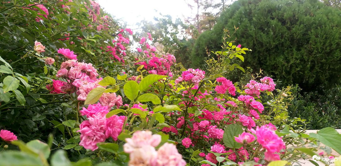 Park virágai Jászberényben
