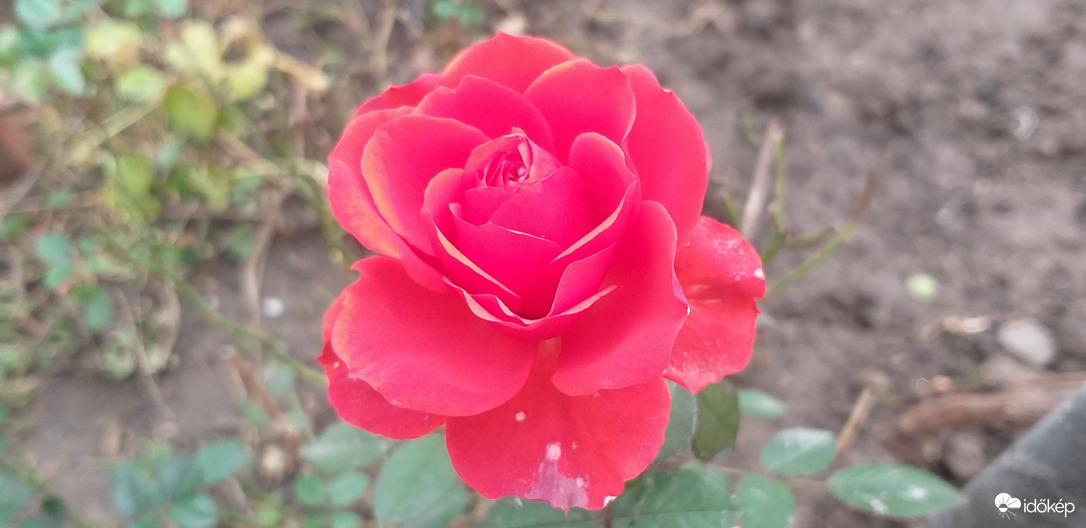 Rózsa nyílt az év utolsó napjára 