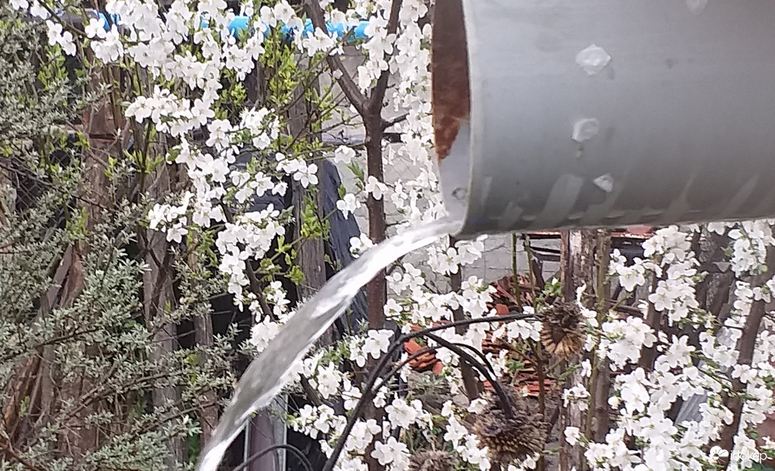 Virágzó fák, bőséges öntözés 