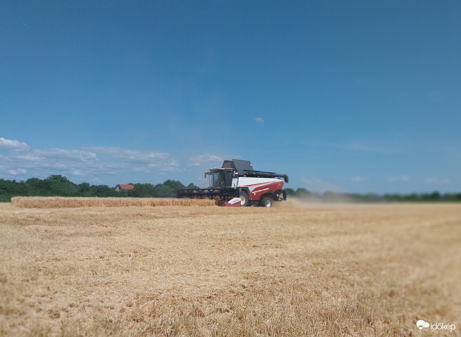 Őszi árpát már aratják 