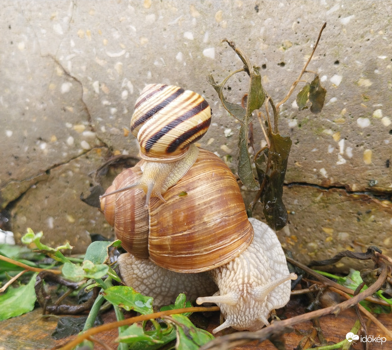 A "Csigataxi" elindult