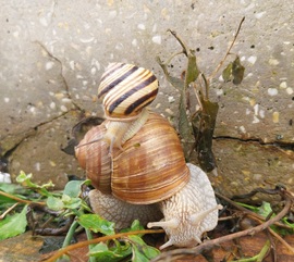 A "Csigataxi" elindult