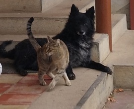 Mancsok és tappancsok