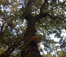 Egy vidám tölgyfa: ( séta közben rám nyújtotta a nyelvét)