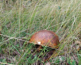 Ízletes vargánya is előbújt szeptember végére 