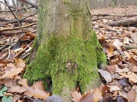 Óvatosan lép egyet az Ősz,  csöndben zörren  az avar....
