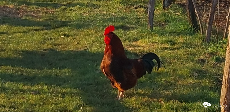 "Ha reggel szorgalmasan kukorékolok, biztosan holnap is felsüt a Napocska..." 