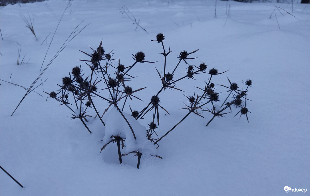 Kemény "fűből" faragták!