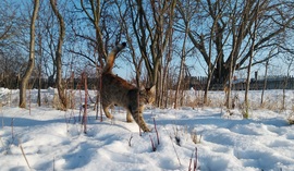 "Nahát, víz tetején nem, de a hó felszínén tudok járni..."